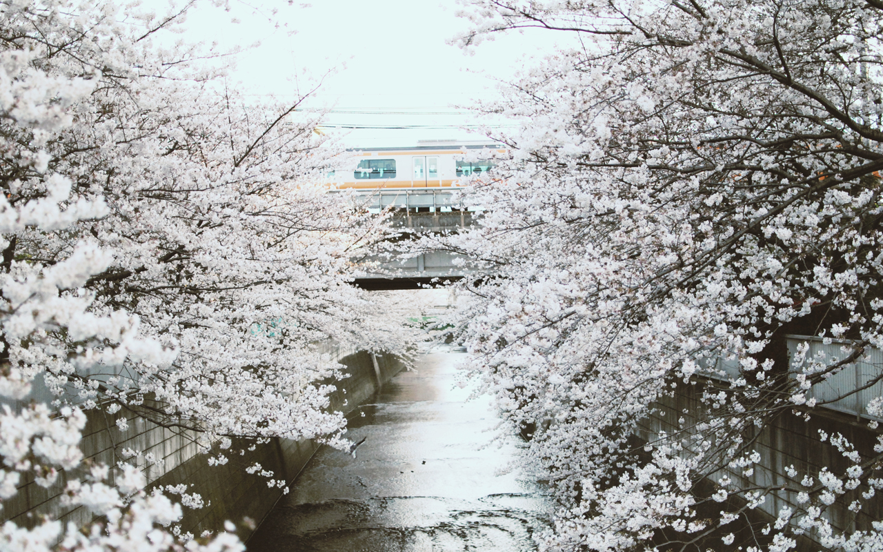 Hanami Train