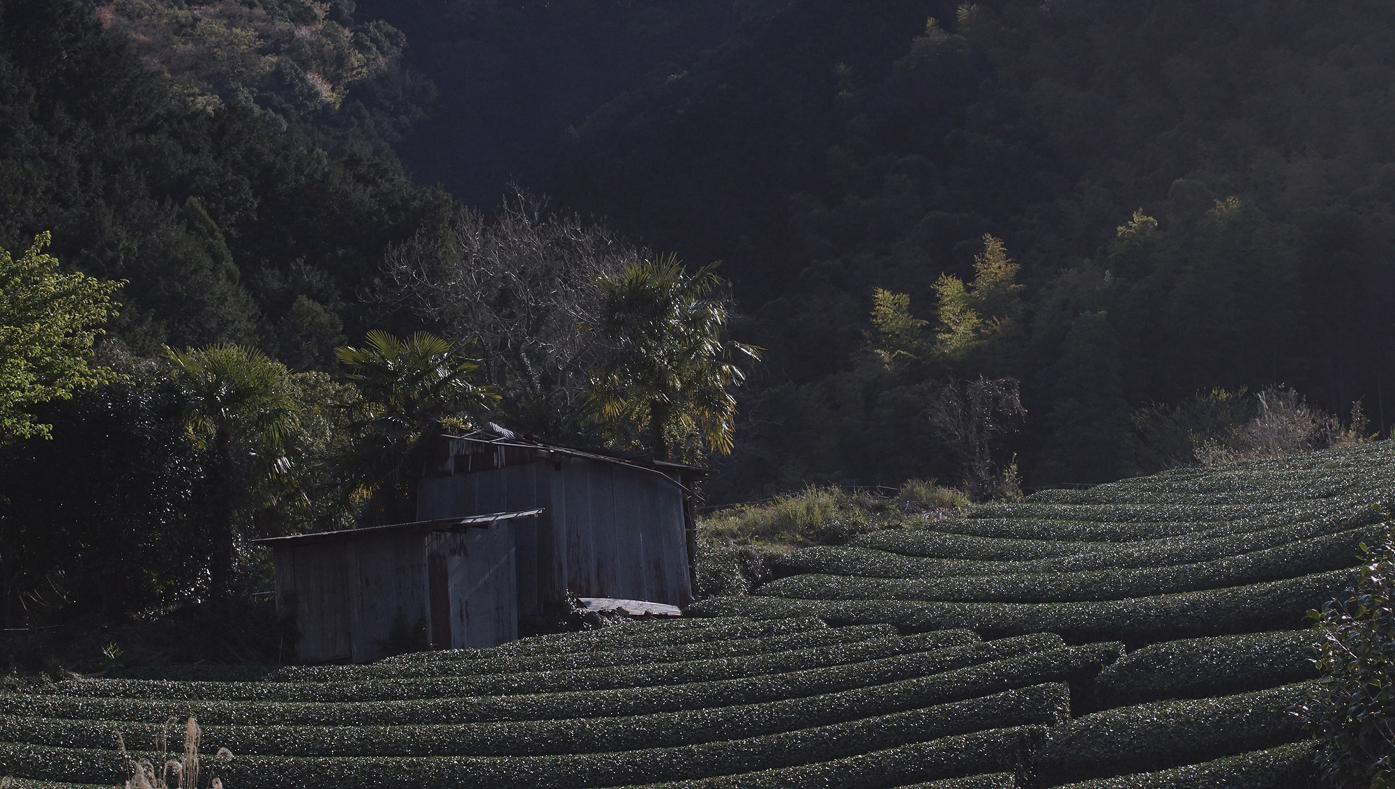 Tea Fields