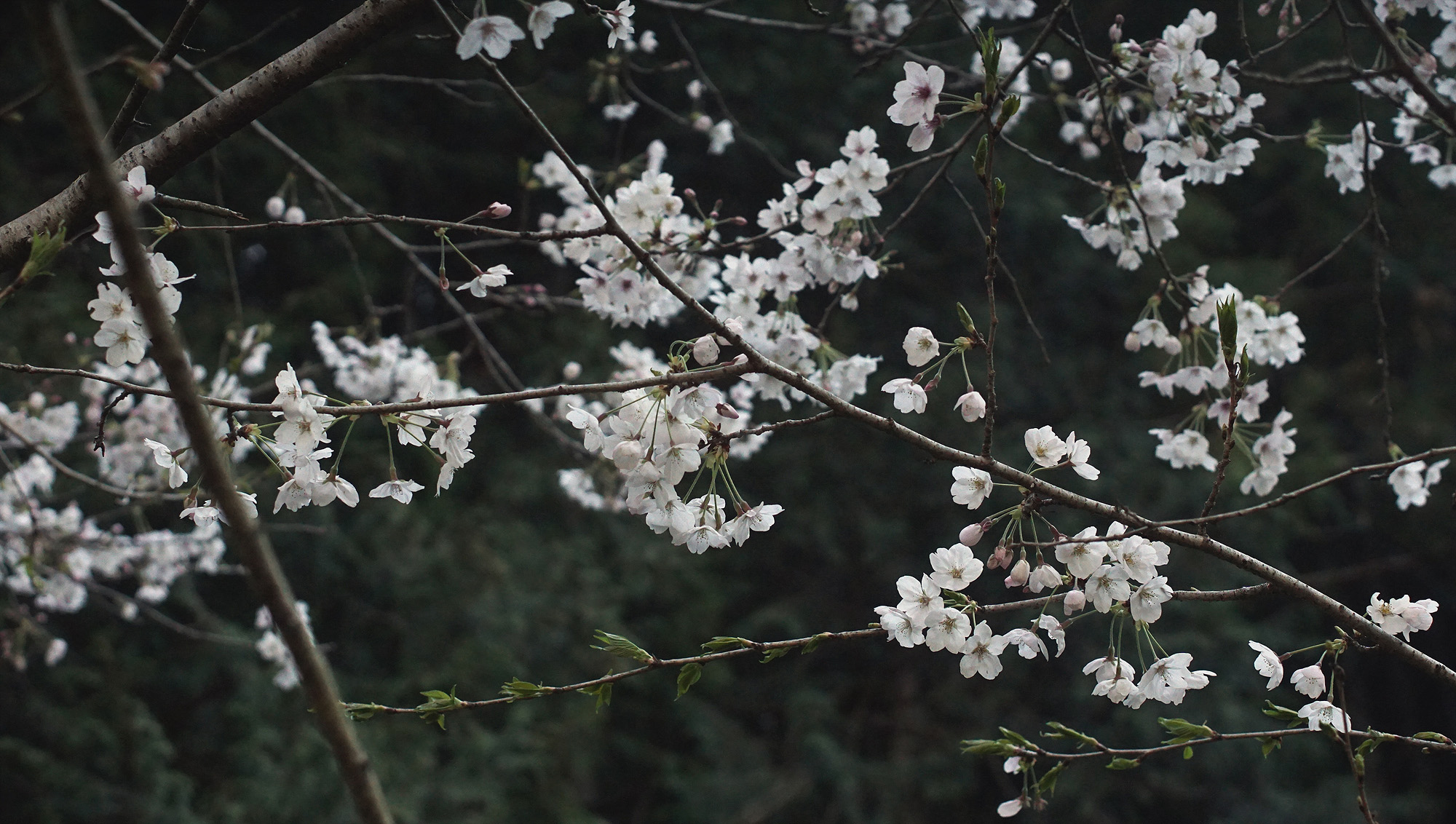 Cherry Trees over Tea Fields