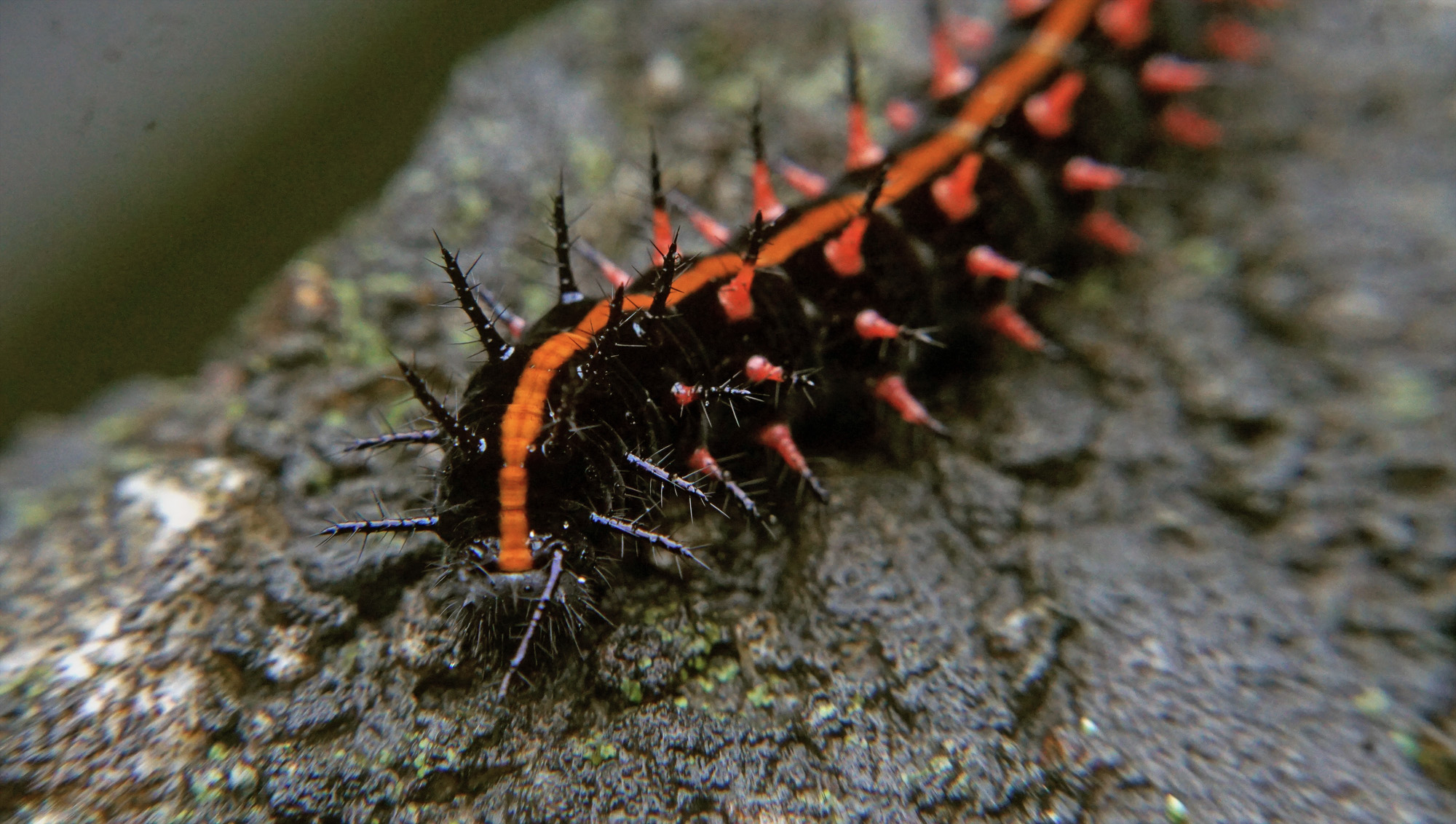 Caterpillar