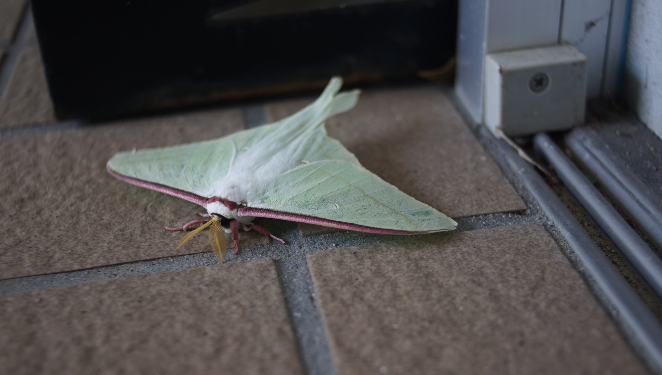 Luna moth in Minamiise