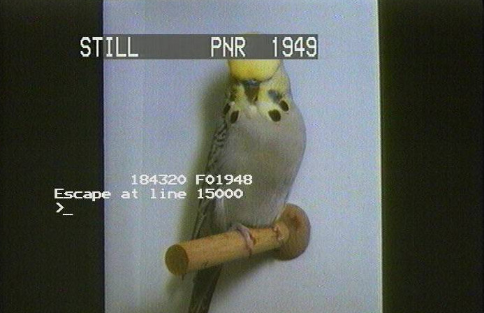 Budgie perched on a stand, overlaid with computer code.